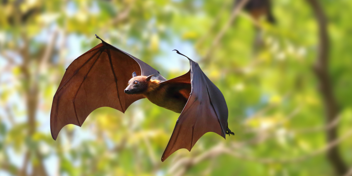 Flying Bat